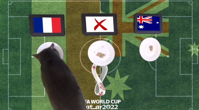 Mèo tiên tri Cass đưa ra dự đoán ĐT Pháp sẽ thắng lợi tại vòng bảng World Cup 2022