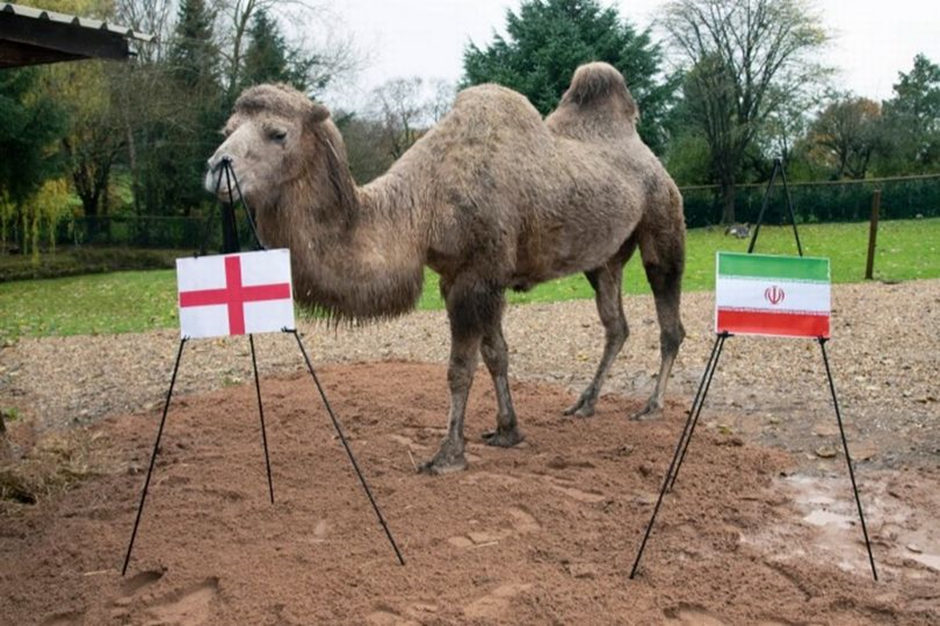 Hình ảnh chú lạc đà Camilla dự đoán trận Anh với Iran