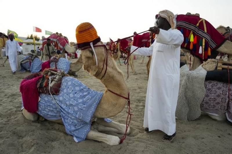 Lạc đà tại Qatar mệt mỏi vì phải tăng ca mùa World Cup 2022