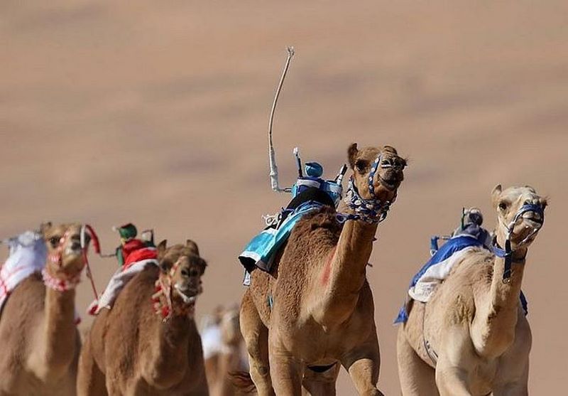 Những chú lạc đà tại Qatar không có thời gian nghỉ ngơi